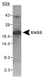 Anti-HIF1A Mouse Monoclonal Antibody [clone: HA111]