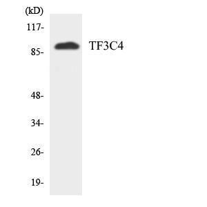 Western blot analysis of the lysates from HUVEC cells using Anti-TF3C4 Antibody