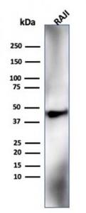 Western blot analysis of Raji cell line lysate using Anti-HLA G Antibody [HLAG/6686]