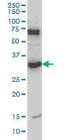 Anti-MPG Mouse Monoclonal Antibody [clone: 2C5]