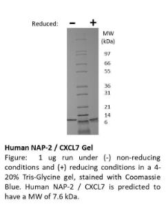 Human Recombinant NAP-2 (from <i>E. coli</i>)