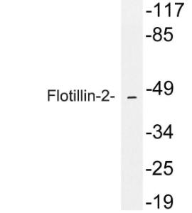 Western blot analysis of lysate from A549 cells using Anti-Flotillin-2 Antibody