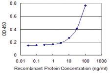 Anti-VDAC1 Mouse Monoclonal Antibody [clone: 2A8]