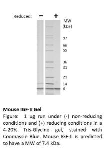 Mouse recombinant IGF-II (from <i>E. coli</i>)