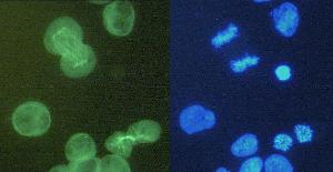 Anti-alpha Tubulin Rat Monoclonal Antibody [Clone: YOL1/34]