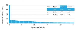 Analysis of protein array containing more than 19,000 full-length human proteins using Anti-Calbindin Antibody [CALB1/2782