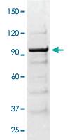 Anti-STAT1 Rabbit Polyclonal Antibody