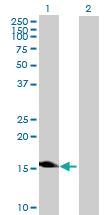 Anti-LOC83459 Mouse Polyclonal Antibody