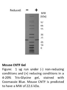 Mouse Recombinant CNTF (from E. coli)