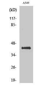 Western blot analysis of various cells using Anti-Flotillin-2 Antibody