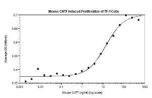 Mouse Recombinant CNTF (from E. coli)