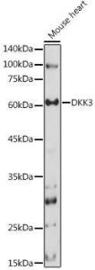 Western blot analysis of extracts of Mouse heart, using Anti-Dkk3 Antibody (A93168) at 1:1,000 dilution The secondary antibody was Goat Anti-Rabbit IgG H&L Antibody (HRP) at 1:10,000 dilution Lysates/proteins were present at 25 µg per lane