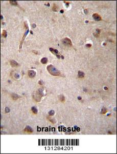 Anti-TSN Rabbit Polyclonal Antibody (APC (Allophycocyanin))