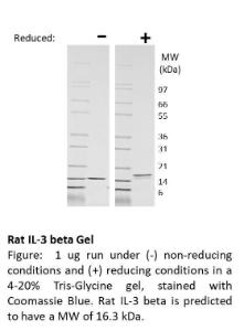 Rat Recombinant IL-3 beta (from E. coli)