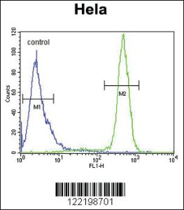 Anti-SCN1B Rabbit Polyclonal Antibody