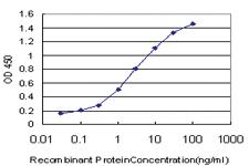 Anti-PTPRJ Mouse Monoclonal Antibody [clone: 6G11]