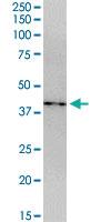 Anti-CDCA5 Mouse Polyclonal Antibody