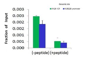 Anti-CTCF Rabbit Polyclonal Antibody