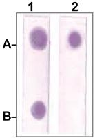 Anti-STAT3 Rabbit Polyclonal Antibody