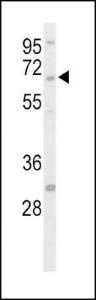 Anti-PTPN5 Rabbit Polyclonal Antibody