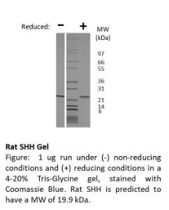 Rat Recombinant SHH (from E. coli)