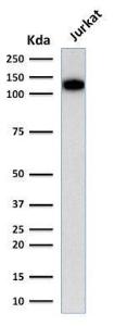 Western blot analysis of human Jurkat cell lysate using Anti-CD31 Antibody [C31.3]