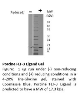 Pig Recombinant FLT-3 Ligand (from <i>E. coli</i>)