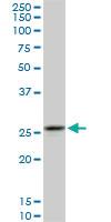 Anti-CAPNS1 Mouse Monoclonal Antibody [clone: 3C4]