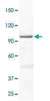 Anti-STAT3 Rabbit Polyclonal Antibody