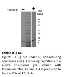 Dog recombinant IL-4 (from <i>E. coli</i>)