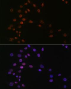 Immunofluorescence analysis of NIH-3T3 cells using Anti-ASH2L Antibody [ARC0326] (A305306) at a dilution of 1:100 (40x lens). DAPI was used to stain the cell nuclei (blue).