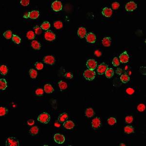 Immunofluorescent analysis of PFA fixed Jurkat cells stained with Anti-CD31 Antibody [C31.3] followed by Goat Anti-Mouse IgG (CF&#174; 488) (Green). The nuclear counterstain is NucSpot (Red)