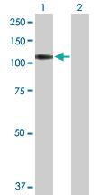 Anti-PTPRN Mouse Polyclonal Antibody