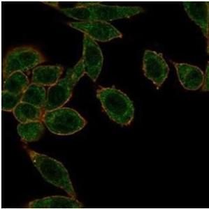 Immunofluorescent analysis of PFA-fixed HeLa cells stained with Anti-HOXB2 Antibody [PCRP-HOXB2-1F2] followed by Goat Anti-Mouse IgG (CF&#174; 488) (Green). CF&#174; 640A Phalloidin (Red)