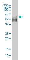 Anti-NFIC Mouse Monoclonal Antibody [clone: 1C12-2A2]