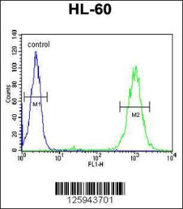 Anti-BLM Rabbit Polyclonal Antibody (PE (Phycoerythrin))