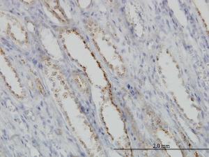 Anti-CAPNS1 Mouse Monoclonal Antibody [clone: 3C4]