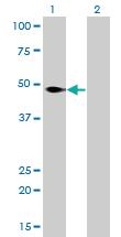 Anti-NFIC Mouse Monoclonal Antibody [clone: 1C12-2A2]