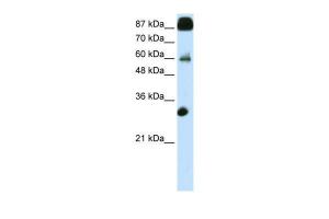 Anti-CTCF Rabbit Polyclonal Antibody