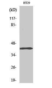 Western blot analysis of various cells using Anti-TBX10 Antibody