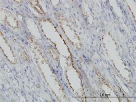 Anti-CAPNS1 Mouse Monoclonal Antibody [clone: 3C4]