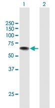 Anti-USH1C Mouse Polyclonal Antibody