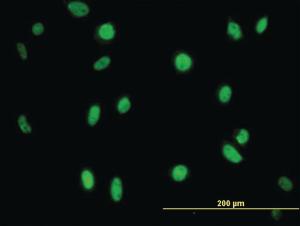 Anti-MPG Mouse Monoclonal Antibody [clone: 2C5]