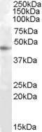 Anti-RASSF6 Goat Polyclonal Antibody