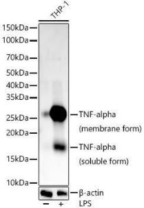 Western blot analysis of various lysates, using Anti-TNF alpha Antibody [ARC52531] (A309117) at 1:1000 dilution. THP-1 cells were treated by LPS (1 µg/ml) at 37°C for 8 hours. The secondary Antibody was Goat Anti-Rabbit IgG H&L Antibody (HRP) at 1:10000 dilution