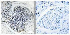 Antibody anti-collagen IV 100 µg