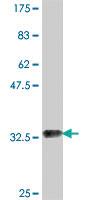 Anti-ATE1 Mouse Polyclonal Antibody