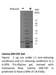 Dog recombinant GM-CSF (from <i>E. coli</i>)