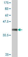 Anti-HOOK1 Mouse Polyclonal Antibody