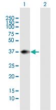 Anti-PNMA1 Mouse Polyclonal Antibody